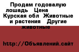 Продам годовалую лошадь › Цена ­ 55 000 - Курская обл. Животные и растения » Другие животные   